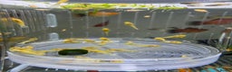 Plecos fish for sale: Beautiful small Platy, Guppy &Pleco – Hobby Tank - Advert 11