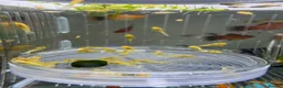Plecos fish for sale: Beautiful small Platy, Guppy Molly &Pleco-HobbyTK  - Advert 20