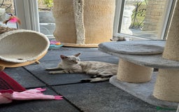 Bengal cats for sale: MARBLED & Spotted BENGALS TiCA Reg 1 kitten left  - Image 7