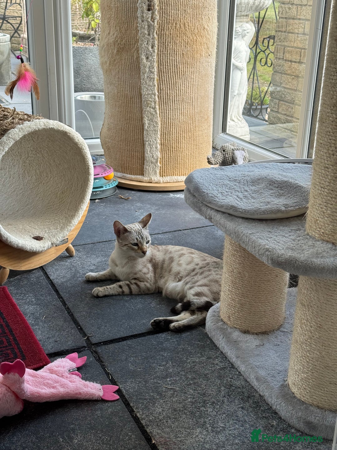 Bengal cats for sale: MARBLED & Spotted BENGALS TiCA Reg 1 kitten left  - Image 7