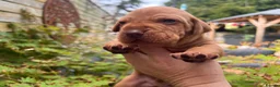 Hungarian Vizsla dogs for sale: Exceptional quality, home raised - Advert 5