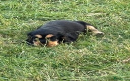 Cocker Spaniel dogs for sale: KC reg show cocker spaniel puppies in Wisbech - Image 4