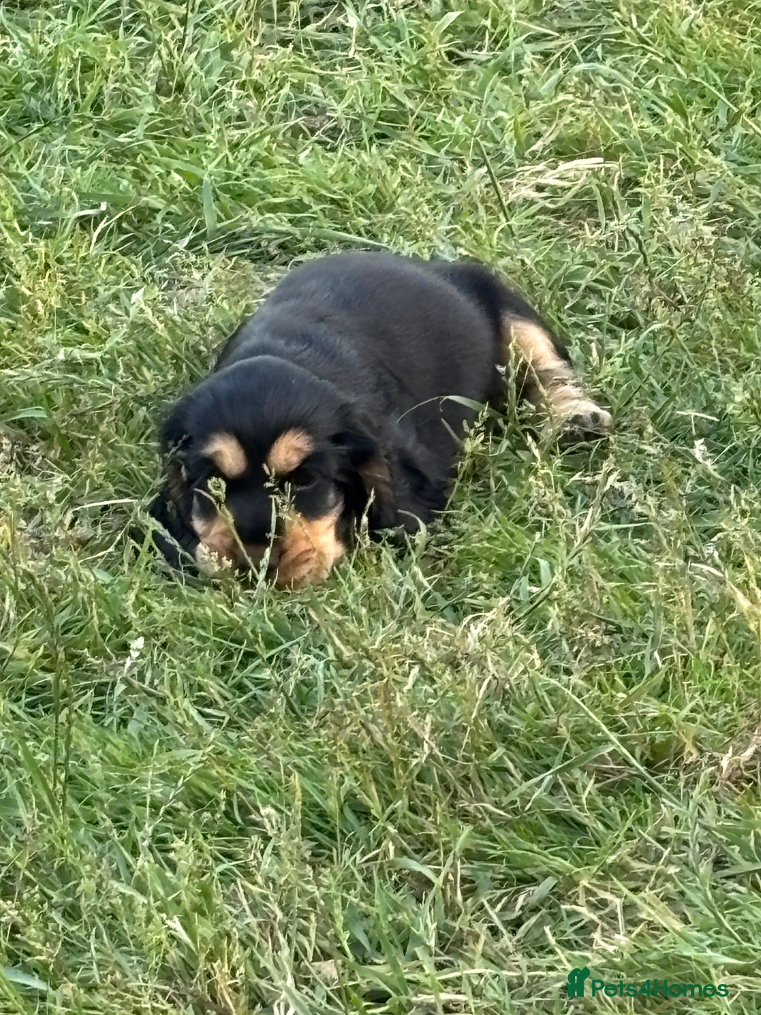 Cocker Spaniel dogs for sale: KC reg show cocker spaniel puppies in Wisbech - Image 4