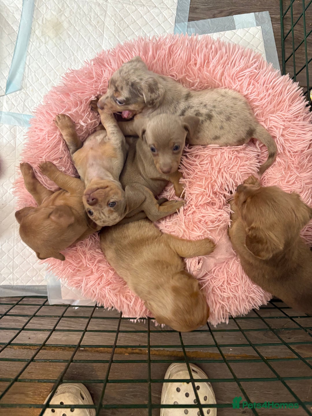 Mixed Breed dogs for sale: Xxx TINY dachshund x chihuahua puppies xxx - Advert 6