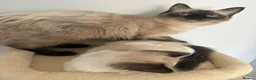 Ragdoll cats for sale: TICA REGISTERED PUREBRED RAGDOLL KITTENS AVAILABLE - Advert 14