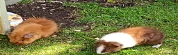 Guinea Pig rodents for sale: Baby guinea pigs  in Petworth - Advert 16