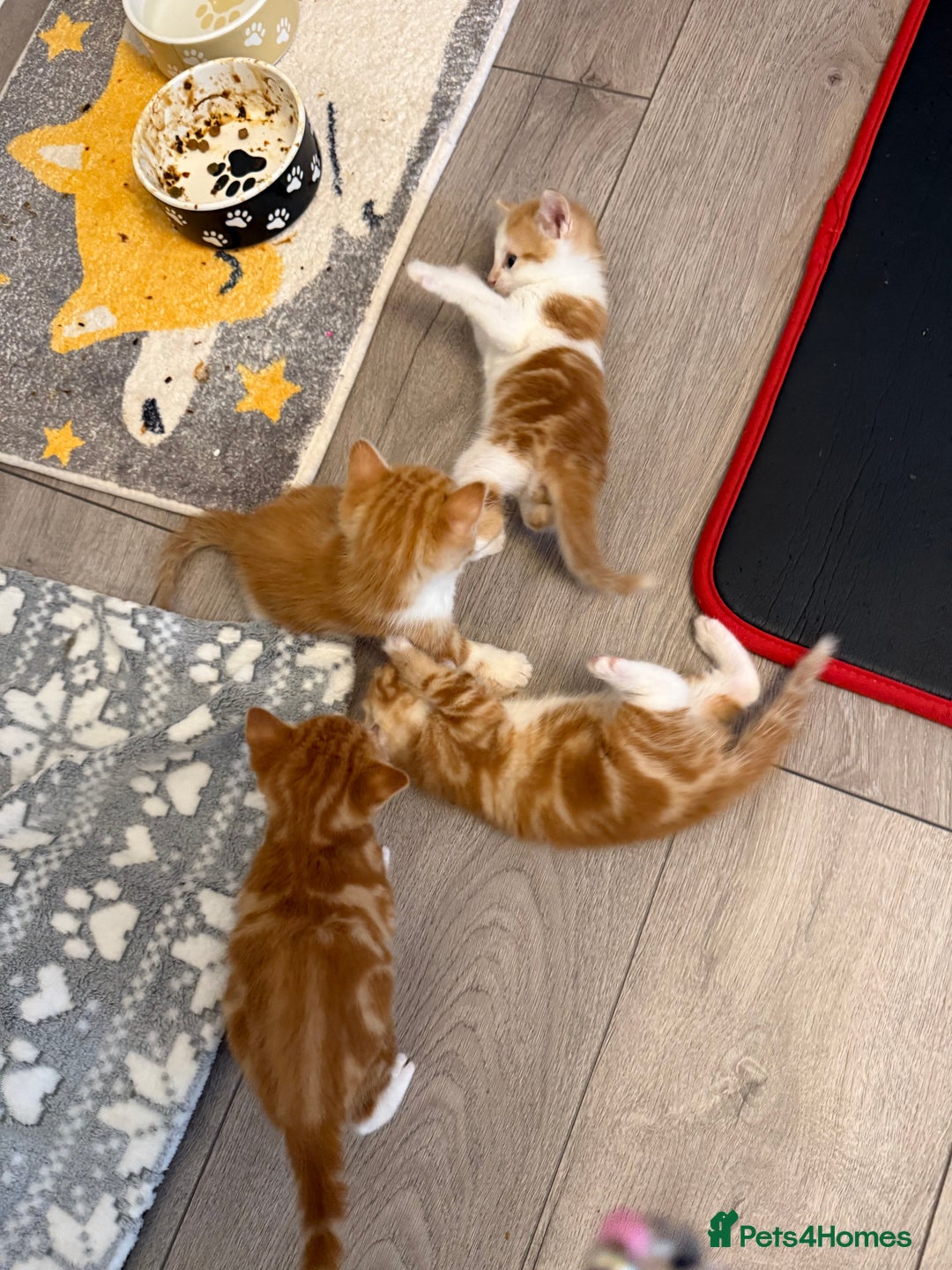 Domestic Shorthair cats for sale: Orage Kittens - Advert 5
