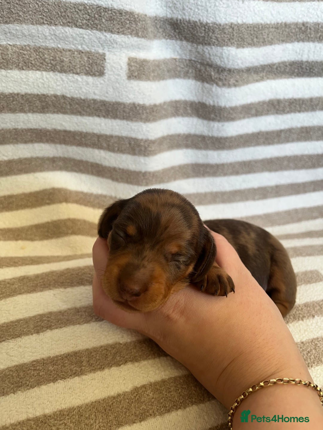 Miniature Dachshund dogs for sale: Beautiful Miniature dachshunds🐶🤎 - Advert 8