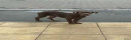 Cane Corso dogs for sale: Bruno cane corso in Sittingbourne - Advert 3