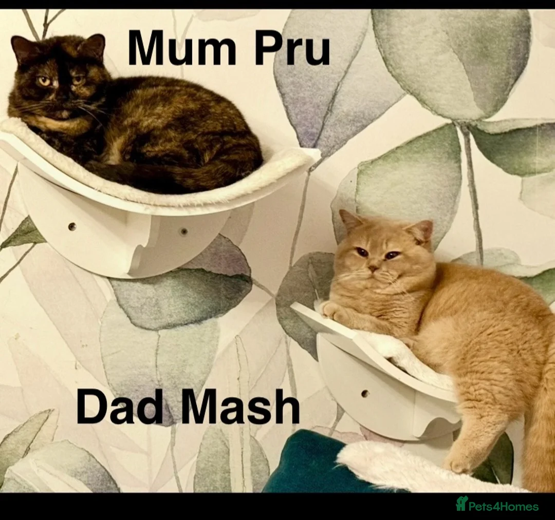 British Shorthair cats for sale: Adorable GCCF registered British Shorthair  in Stafford - Advert 23