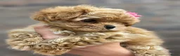 Maltipoo dogs for sale: 🤍 Exclusive Korean-Style Asian Maltipoos 🤍 in Willenhall - Advert 4