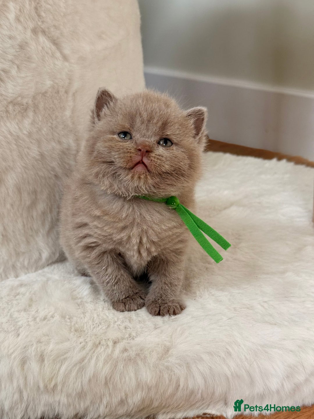 British Shorthair cats for sale: 7 British Shorthair Kittens TICA®️ – Import Lines - Image 9