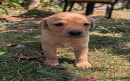 Labrador Retriever dogs for sale: Exceptional KC Labrador Puppies for Sale - Image 9