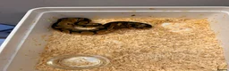 Python Snake reptiles for sale: Clown Clutch/Blackhead Mahogany  - Advert 3