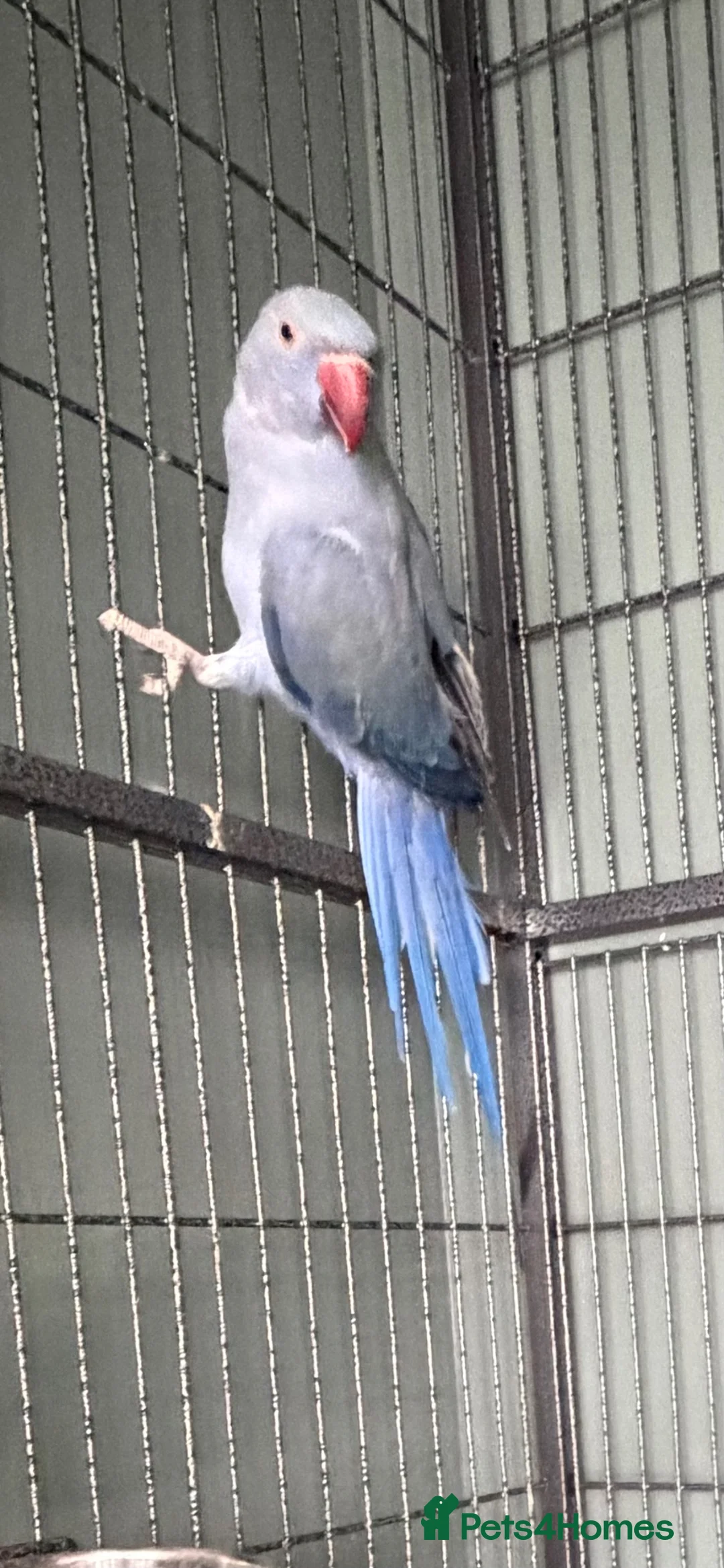 Ringnecks birds for sale: Mauve ringneck 1 year old in Christchurch - Advert 1