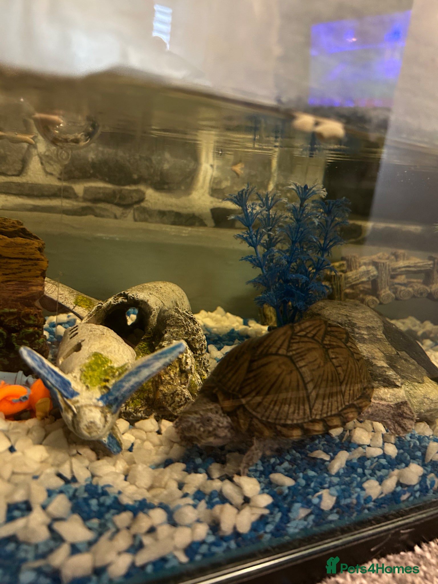 Turtle reptiles 2 razorback musk turtles - Advert 7
