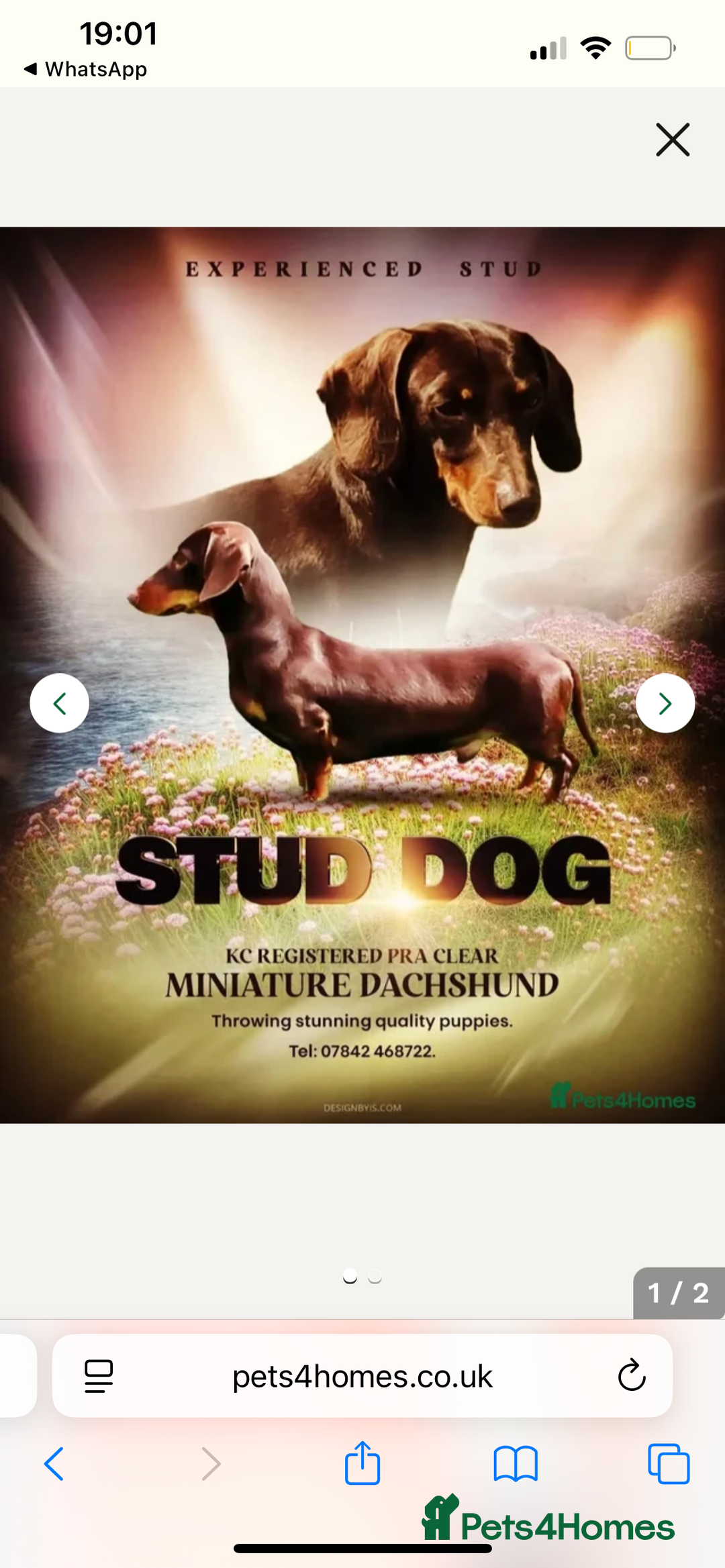 Miniature Dachshund dogs for sale: miniature dash hounds - Advert 24