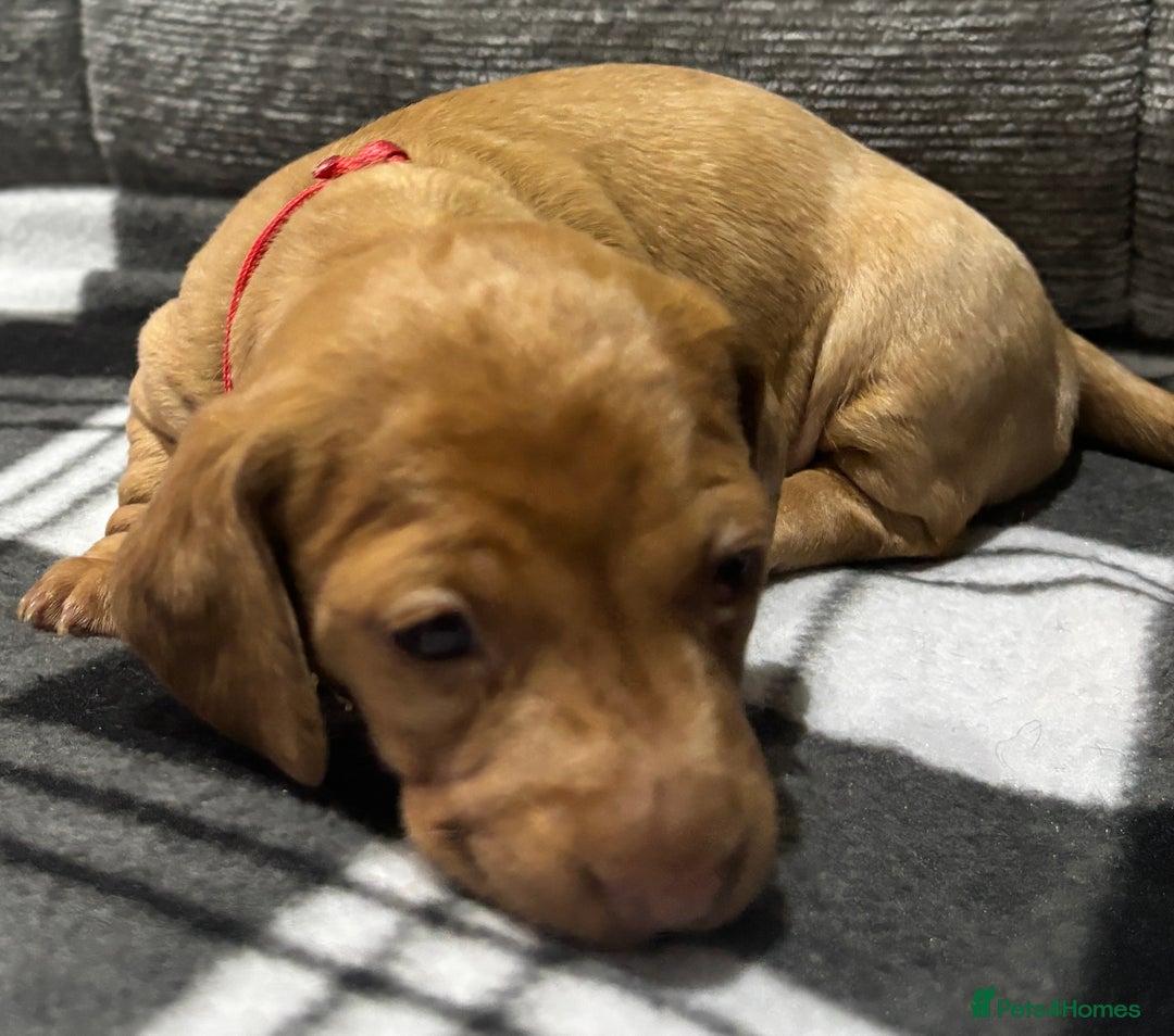 Miniature Dachshund dogs for sale: Beautiful KC Reg Miniature Dachshund Puppies - Image 19