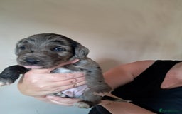 Mixed Breed dogs for sale: Cocker Jack puppies - Image 1