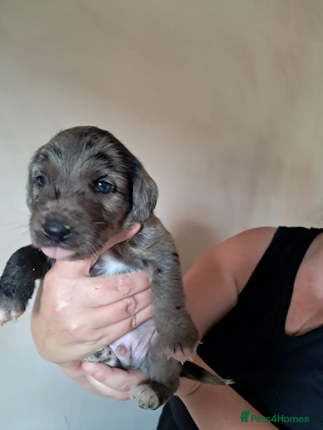 Mixed Breed dogs for sale: Cocker Jack puppies - Image 1