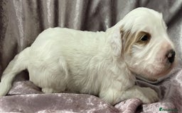 Labradoodle dogs for sale: Labradoodles for Sale! - Image 32