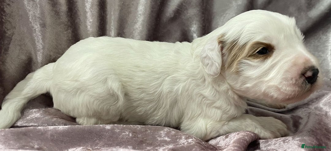 Labradoodle dogs for sale: Labradoodles for Sale! - Image 32