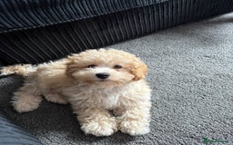 Poochon dogs for sale: Benji - Image 2