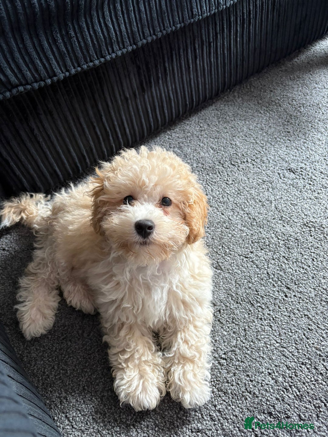Poochon dogs for sale: Benji - Image 2