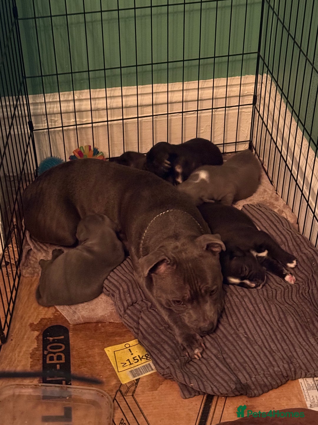 Staffordshire Bull Terrier dogs for sale: Staffie puppies  - Advert 6