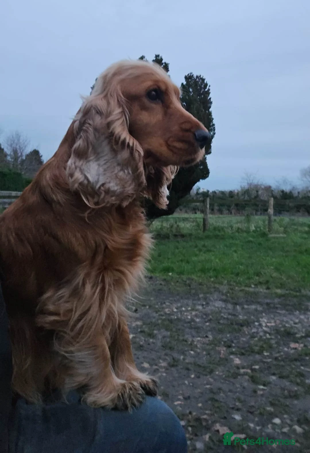 Cocker Spaniel dogs for sale: Cocker Spaniel Show Puppies Homebred Licenced - Advert 5