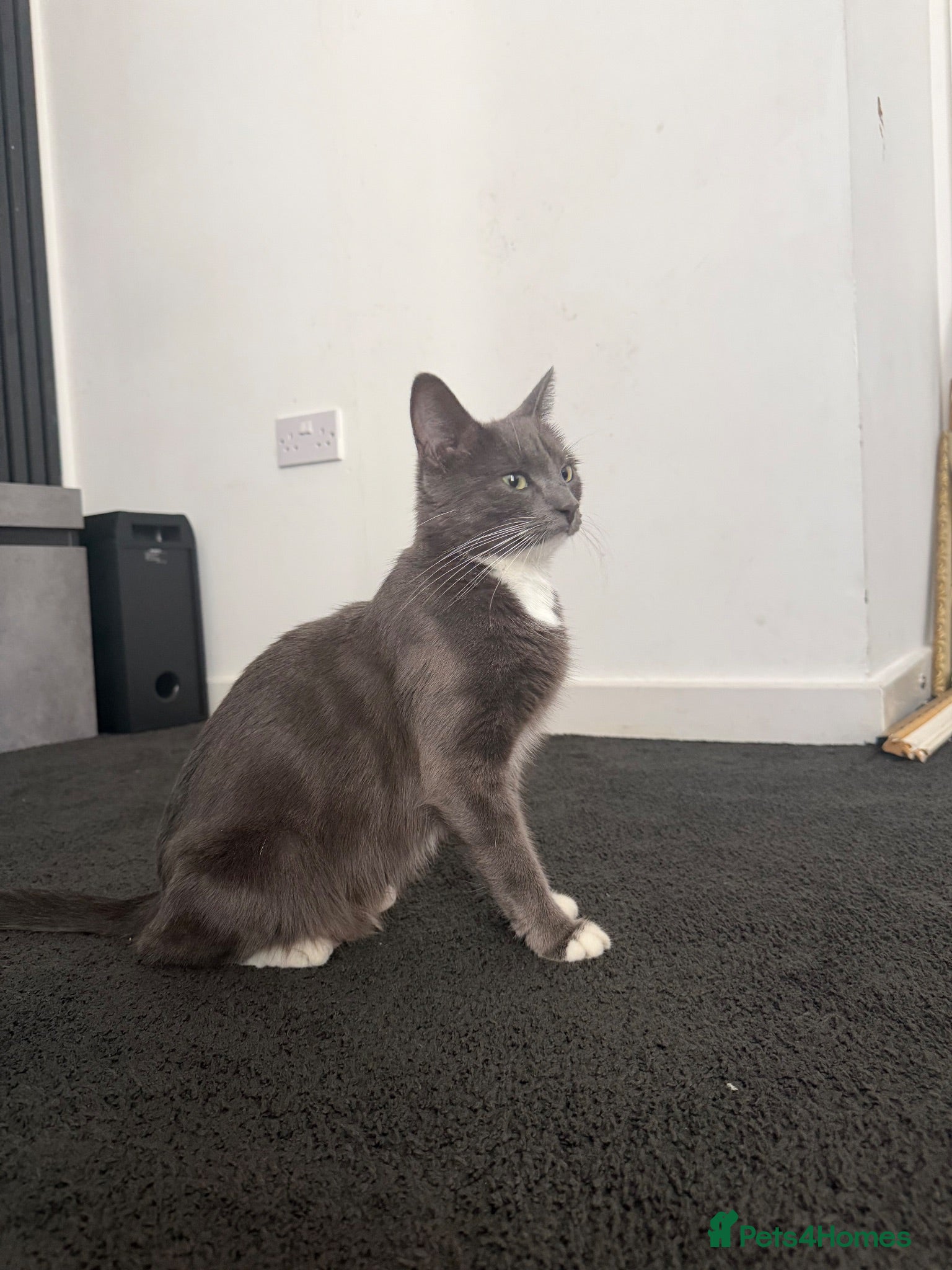 Mixed Breed cats 4 Adorable Playful Kittens Ready to Go 🐱❤️ - Advert 1