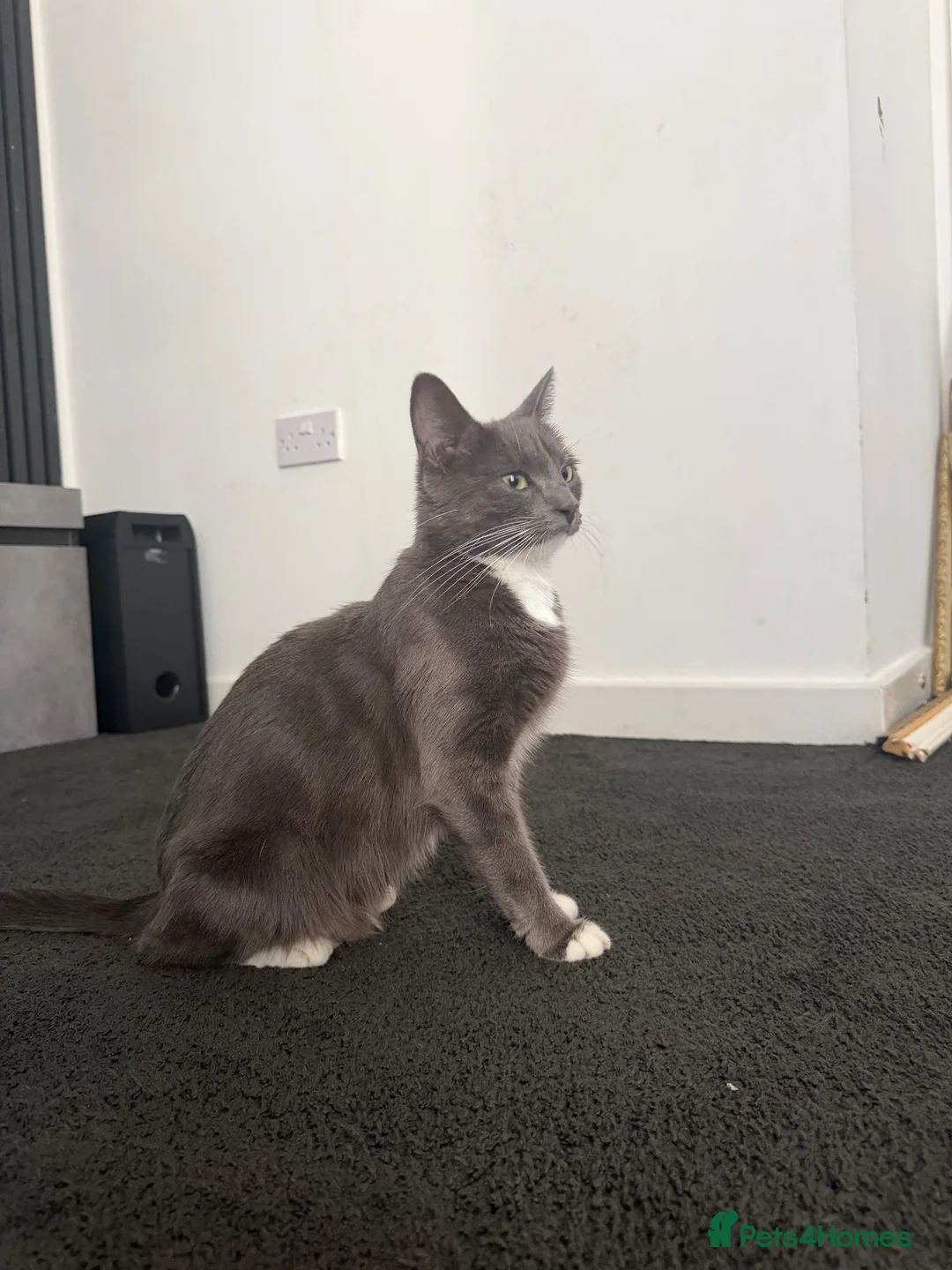 Mixed Breed cats for sale: 4 Adorable Playful Kittens Ready to Go 🐱❤️ in Thornton Heath - Advert 1