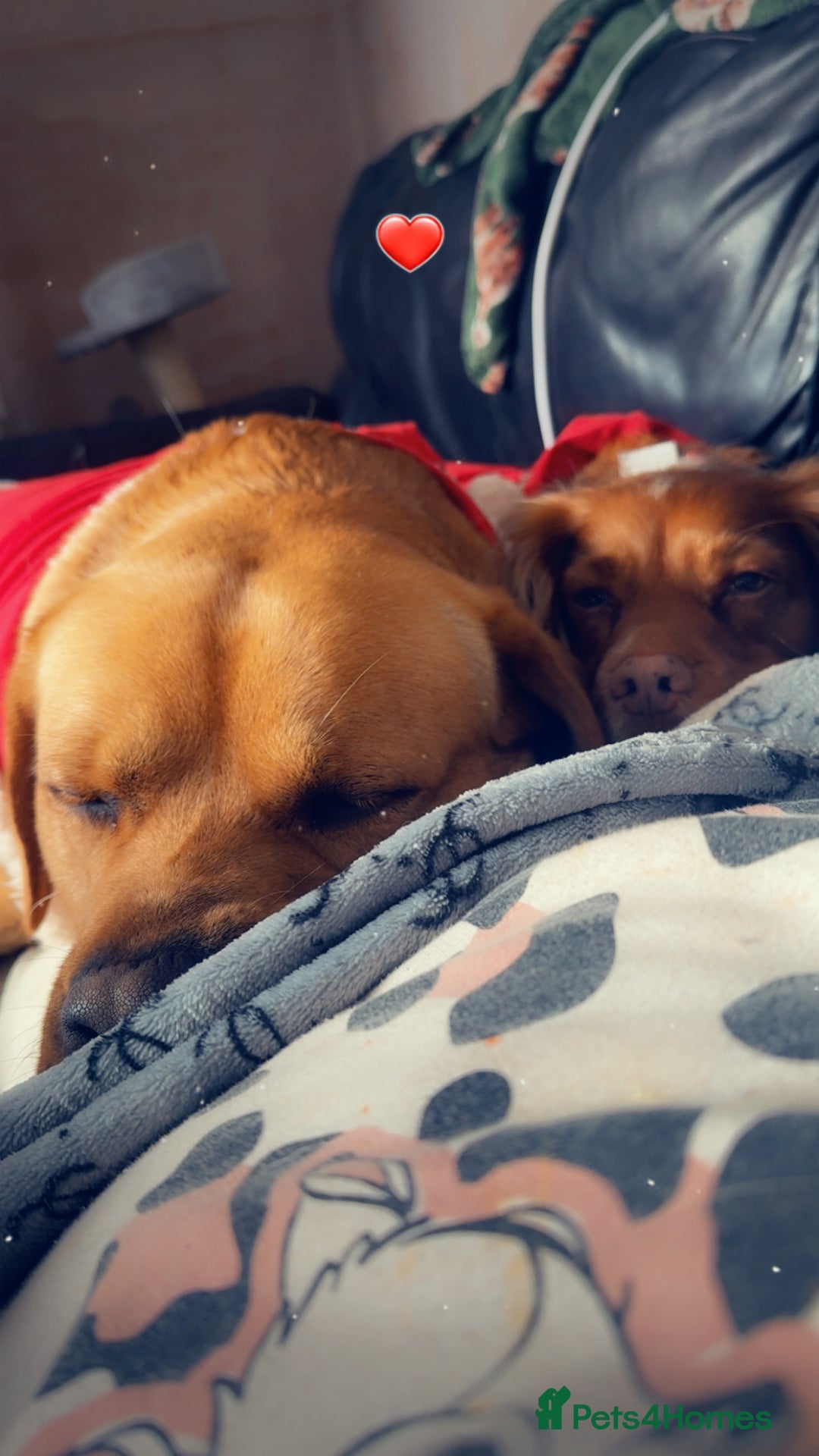 Labrador Retriever dogs for sale: Harvey KC registered  - Advert 11