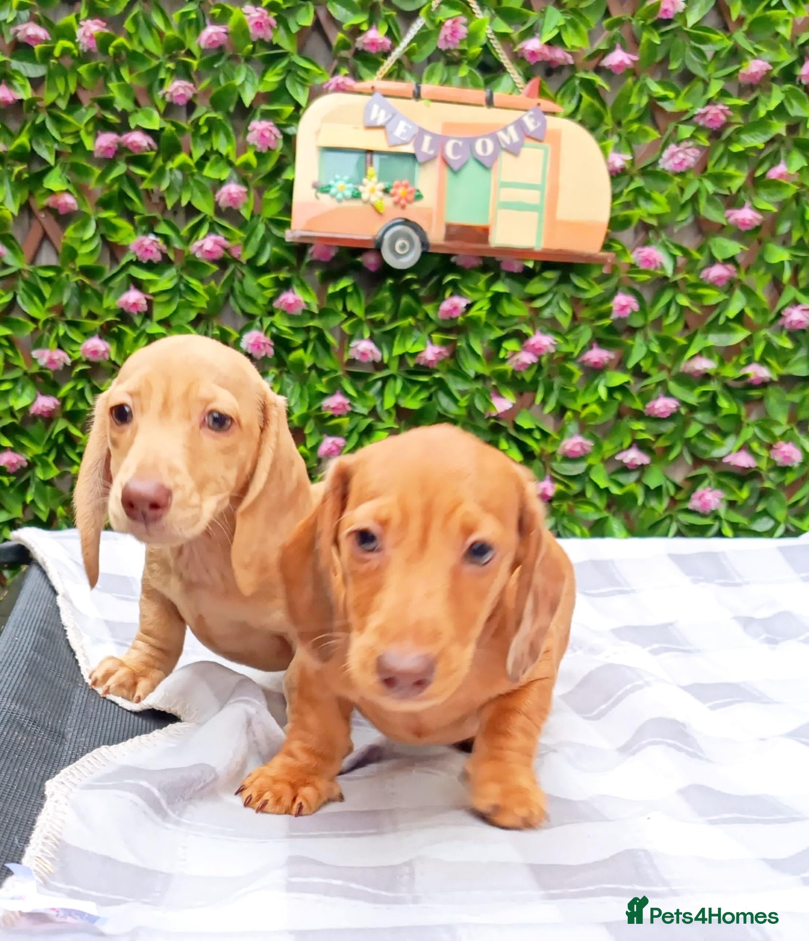 Miniature Dachshund dogs for sale: READY NOW MINI DAXI KC REG PRA CLEAR - Advert 1