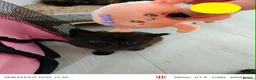 Maine Coon cats for sale: Mummy is part main coon  in Leicester - Advert 2