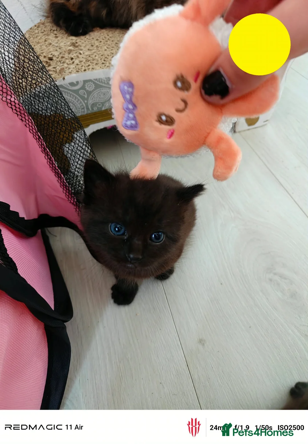 Maine Coon cats for sale: Mummy is part main coon  in Leicester - Advert 2