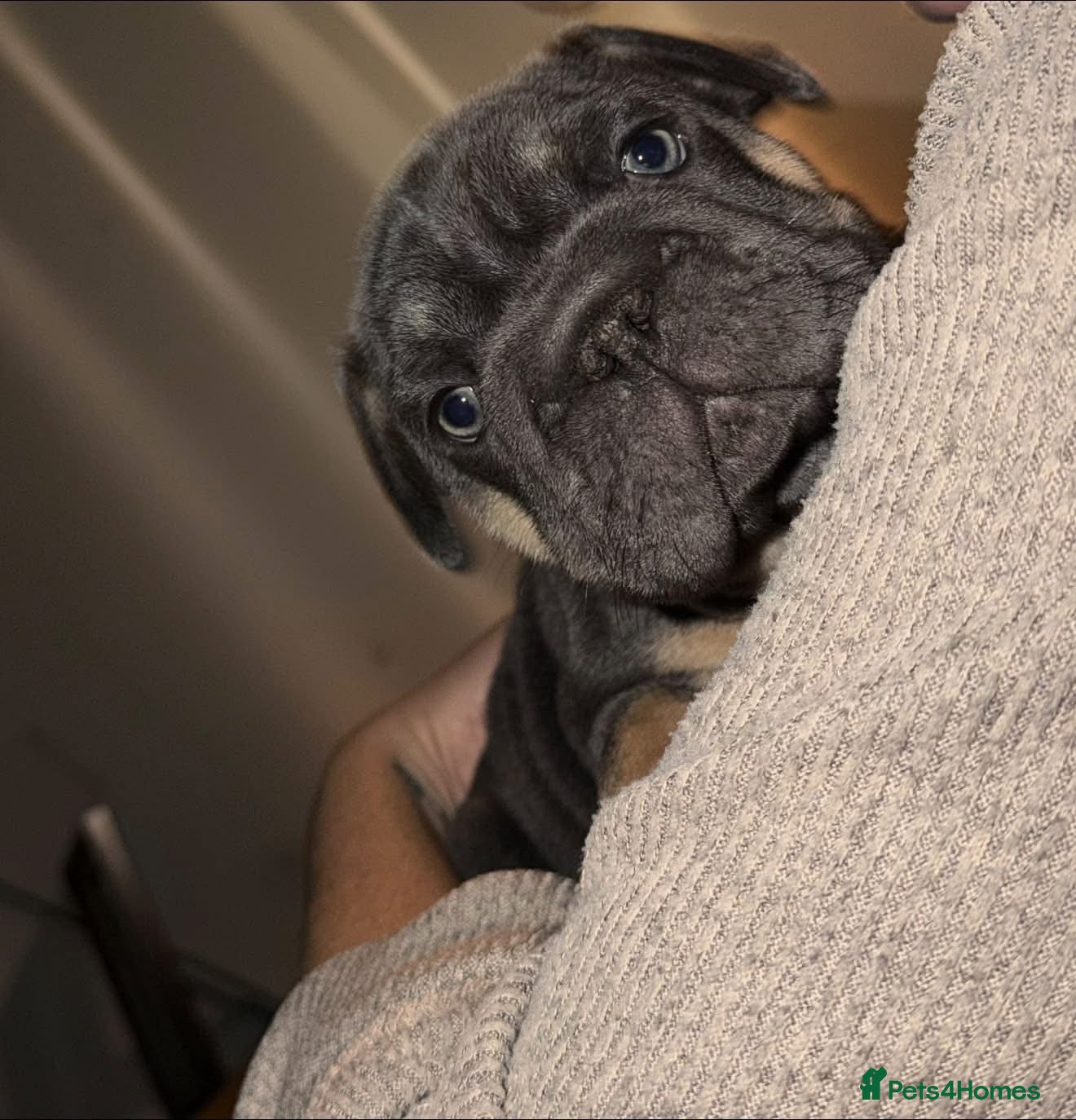French Bulldog dogs  Unexpectedly Available – Voldemort - Advert 1