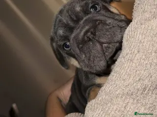French Bulldog dogs Unexpectedly Available – Voldemort - Advert 2