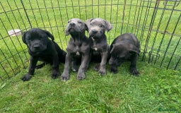 Cane Corso dogs for sale: Cane corso girl pup FULLY VACCINATED  - Image 18