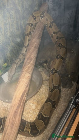 Boa Snake reptiles - Advert 19