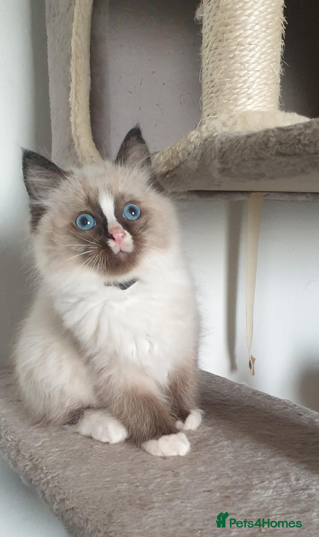 Ragdoll cats for sale: Stunning GCCF Registered Ragdoll Kittens. - Advert 24
