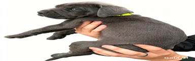Blue Cane Corso male