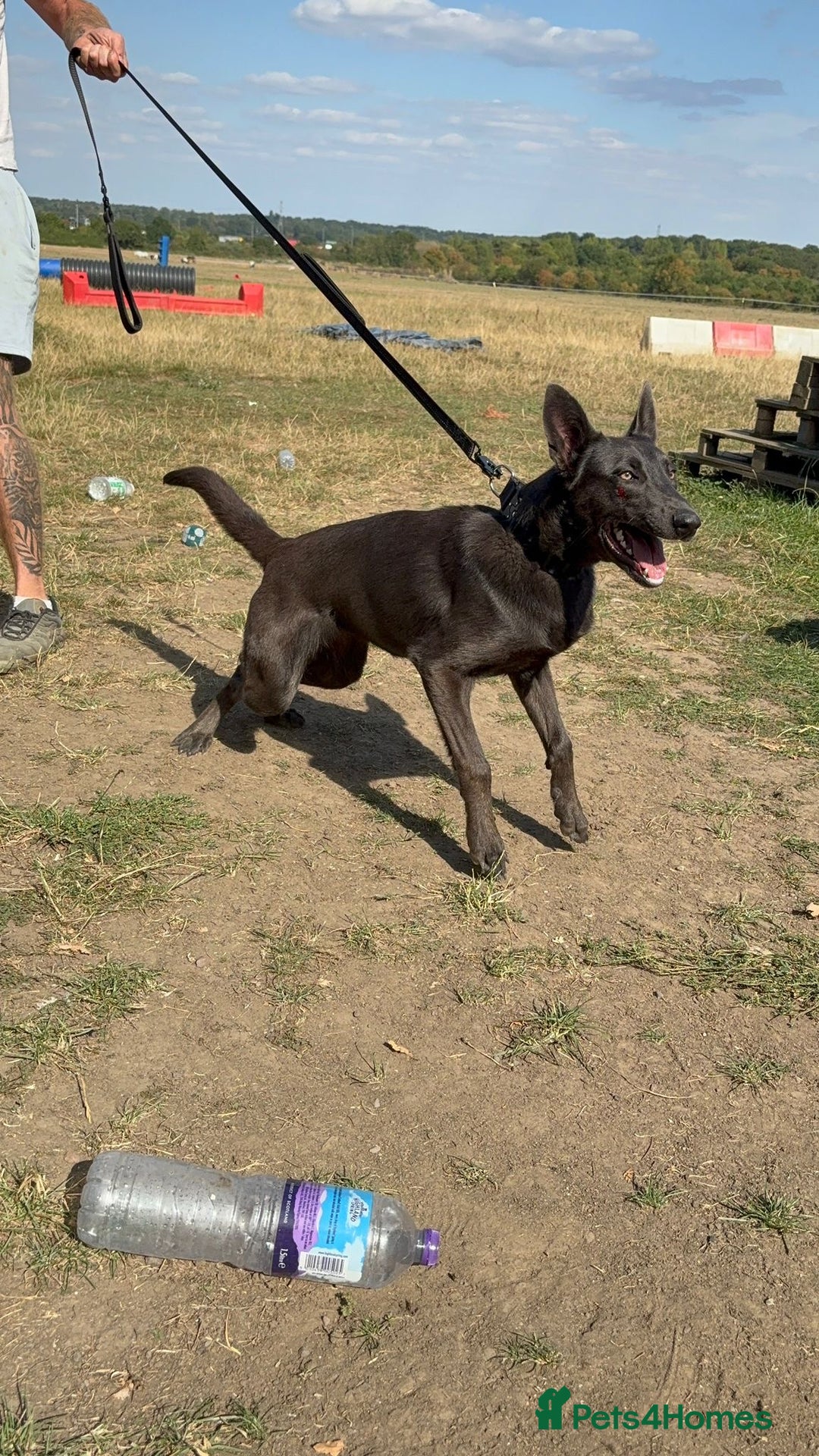 Belgian Shepherd Dog dogs for sale: Blue Dutch Herder - Image 5