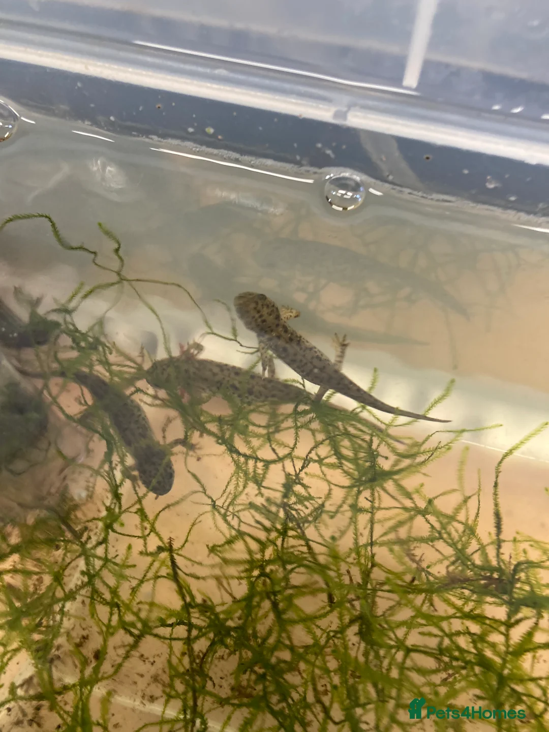 Newt reptiles for sale: Sharp ribbed newts for sale - Advert 5