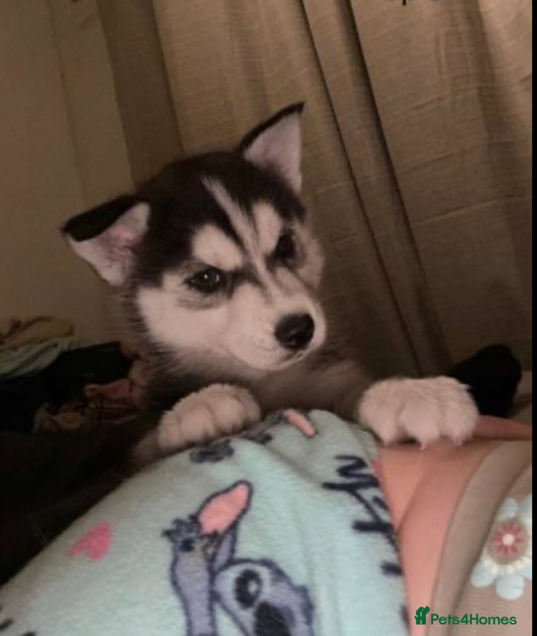 Siberian Husky dogs for sale: Gorgeous Siberian Husky pups %100 socialized - Advert 3