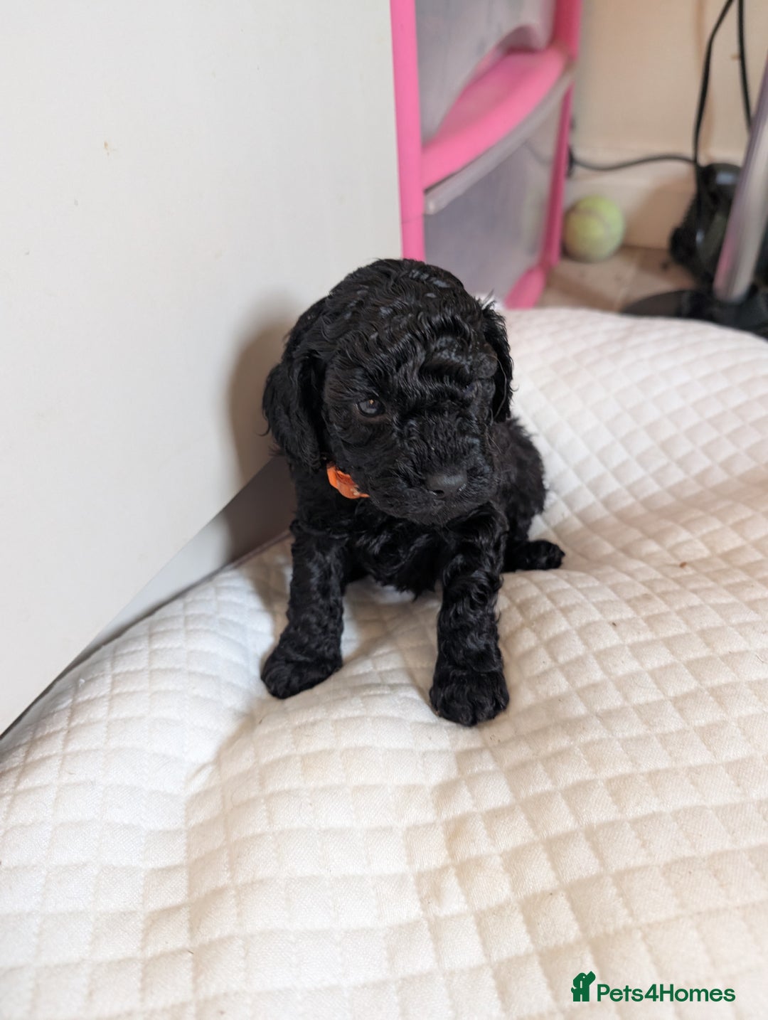 Cockapoo dogs for sale: Toy cockerpoo. cant believe still available  - Advert 3