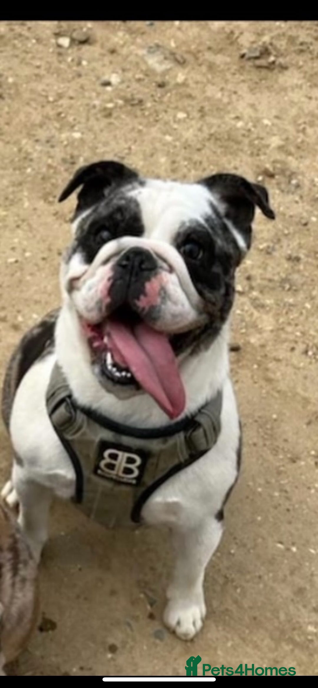 English Bulldog dogs for sale: Fendi English bulldog - Advert 2