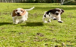 Cocker Spaniel dogs for sale: Ready Now! KC Show Type Cocker Spaniel Pups  - Image 1