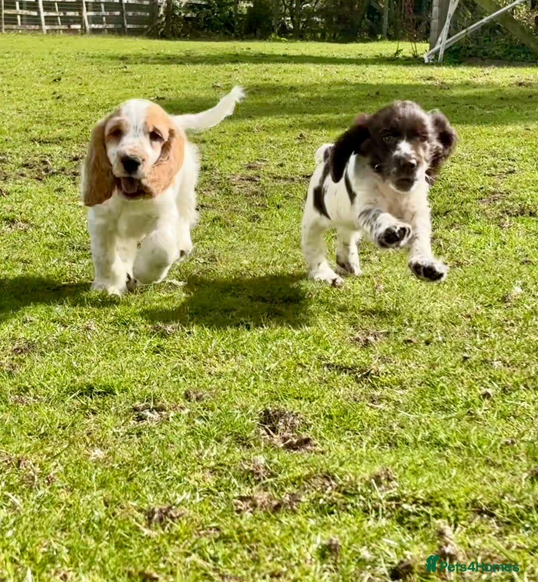 Cocker Spaniel dogs for sale: Ready Now! KC Show Type Cocker Spaniel Pups  - Image 1