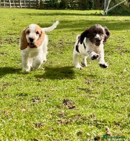 Cocker Spaniel dogs - Advert 7